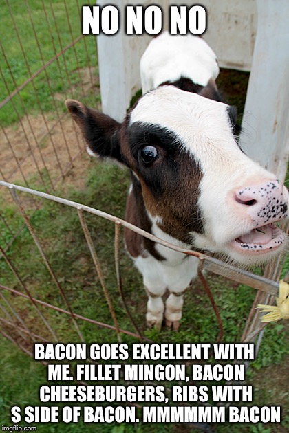 NO NO NO BACON GOES EXCELLENT WITH ME. FILLET MINGON, BACON CHEESEBURGERS, RIBS WITH S SIDE OF BACON. MMMMMM BACON | image tagged in talking cow | made w/ Imgflip meme maker