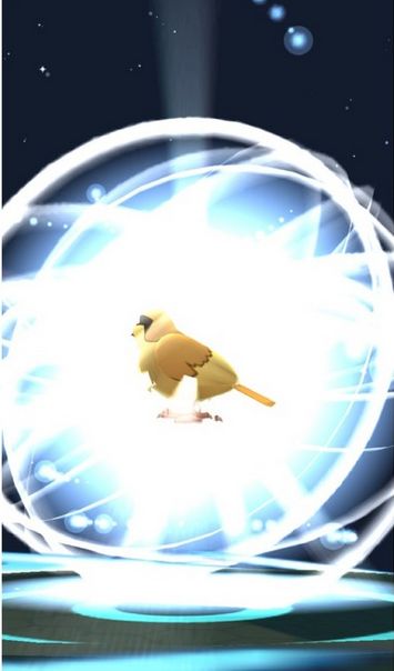 Evolving Pidgey Blank Meme Template