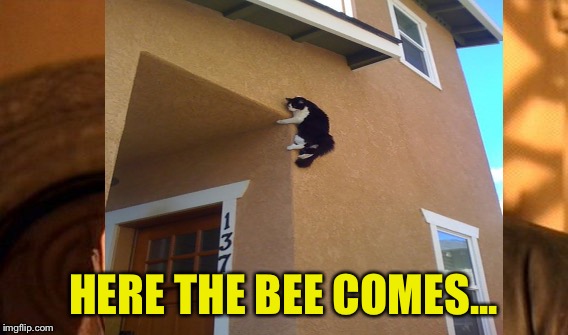 HERE THE BEE COMES... | made w/ Imgflip meme maker