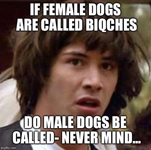 Conspiracy Keanu Meme | IF FEMALE DOGS ARE CALLED BIQCHES; DO MALE DOGS BE CALLED- NEVER MIND... | image tagged in memes,conspiracy keanu | made w/ Imgflip meme maker