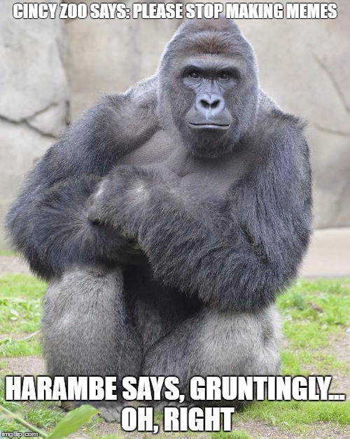 Harambe | CINCY ZOO SAYS: PLEASE STOP MAKING MEMES; HARAMBE SAYS, GRUNTINGLY... OH, RIGHT | image tagged in harambe | made w/ Imgflip meme maker