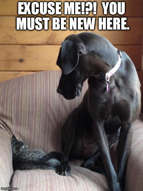 image tagged in funny,animals,cats,dogs,aww | made w/ Imgflip meme maker