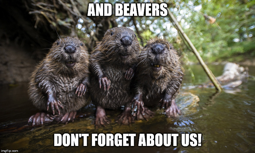 AND BEAVERS DON'T FORGET ABOUT US! | made w/ Imgflip meme maker