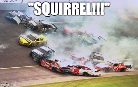 Because Race Car | "SQUIRREL!!!" | image tagged in memes,because race car | made w/ Imgflip meme maker