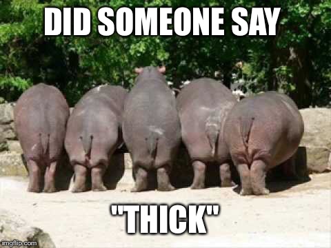 Hippo butts | DID SOMEONE SAY "THICK" | image tagged in hippo butts | made w/ Imgflip meme maker