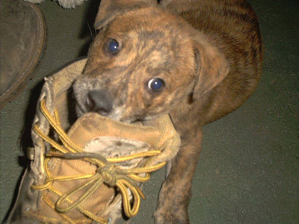 High Quality hungry puppy Blank Meme Template