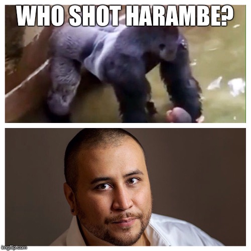 Harambe Zimmerman  | WHO SHOT HARAMBE? | image tagged in george zimmerman,harambe,headshot,shots fired,racism,racist | made w/ Imgflip meme maker