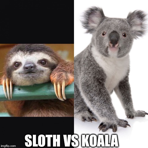 Sloth vs Koala | SLOTH VS KOALA | image tagged in sloth,koala | made w/ Imgflip meme maker