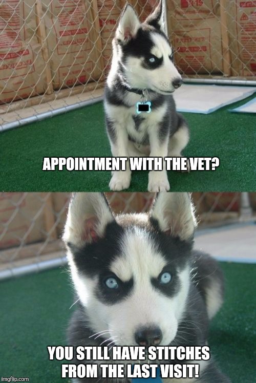 Insanity Puppy | APPOINTMENT WITH THE VET? YOU STILL HAVE STITCHES FROM THE LAST VISIT! | image tagged in memes,insanity puppy | made w/ Imgflip meme maker