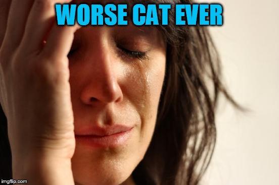 First World Problems Meme | WORSE CAT EVER | image tagged in memes,first world problems | made w/ Imgflip meme maker