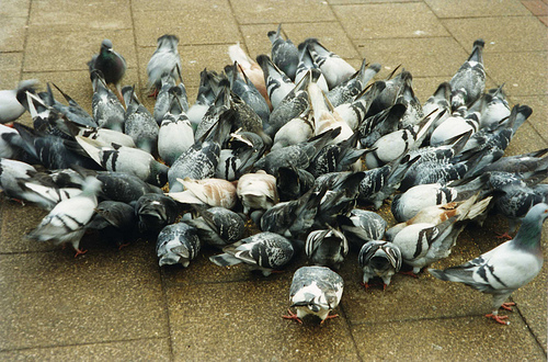 pigeons Blank Meme Template