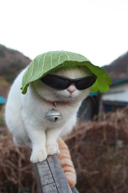 undercover cat Blank Meme Template