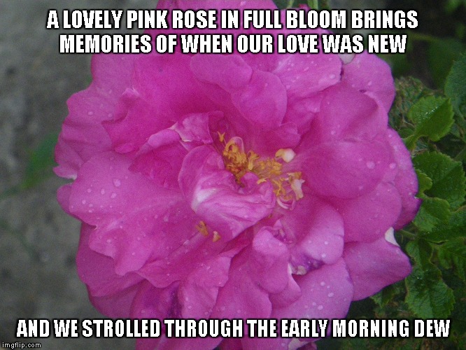 Pink Roses | A LOVELY PINK ROSE IN FULL BLOOM
BRINGS MEMORIES OF WHEN OUR LOVE WAS NEW; AND WE STROLLED THROUGH THE EARLY MORNING DEW | image tagged in pink roses,love,morning dew | made w/ Imgflip meme maker