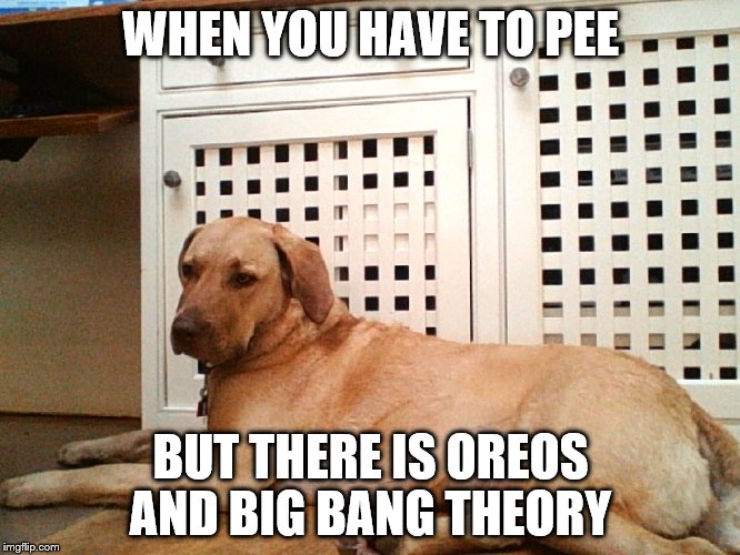 WHEN YOU HAVE TO PEE; BUT THERE IS OREOS AND BIG BANG THEORY | image tagged in marty the dog | made w/ Imgflip meme maker
