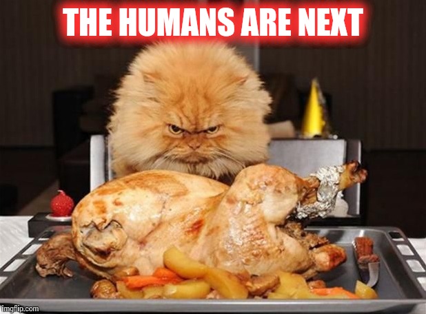 Angry cat | THE HUMANS ARE NEXT | image tagged in memes,cats | made w/ Imgflip meme maker