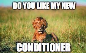nature is truly beautiful  | DO YOU LIKE MY NEW; CONDITIONER | image tagged in lion,funny,hair | made w/ Imgflip meme maker