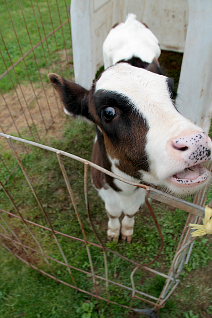 Talking Cow Blank Meme Template