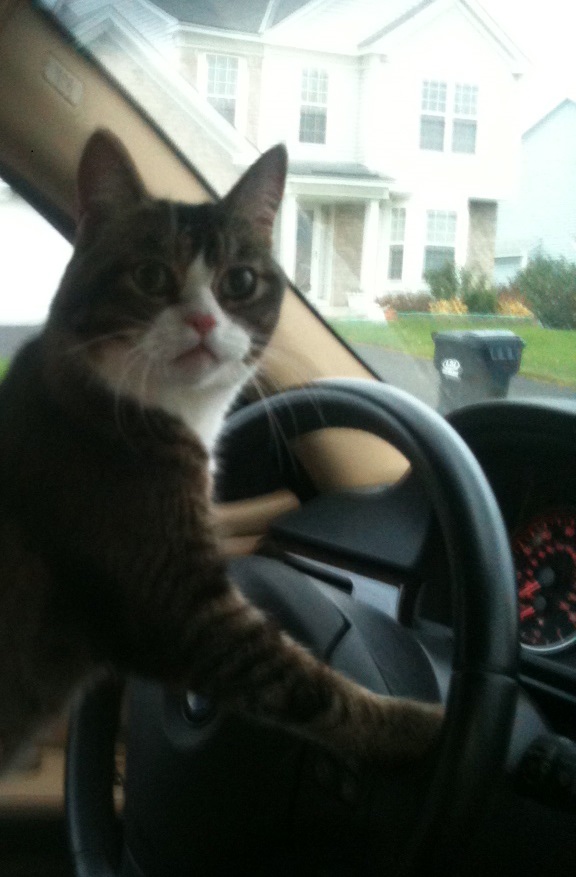 High Quality JoJo The Driving Cat Blank Meme Template