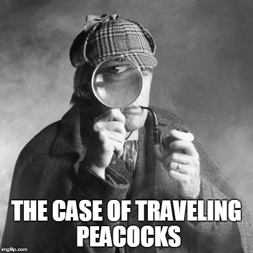 Sherlock Holmes | THE CASE OF TRAVELING PEACOCKS | image tagged in sherlock holmes | made w/ Imgflip meme maker
