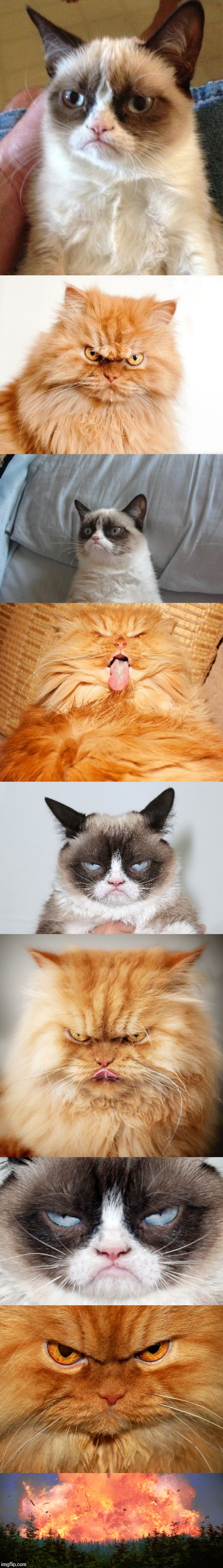 Grumpy cat vs Angry cat | image tagged in memes,cats | made w/ Imgflip meme maker
