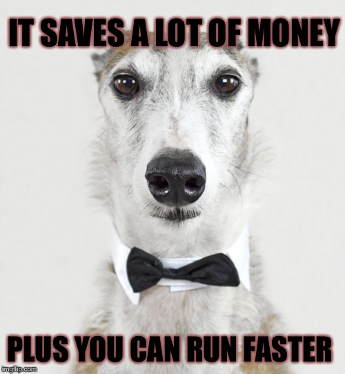 GREYHOUND | IT SAVES A LOT OF MONEY PLUS YOU CAN RUN FASTER | image tagged in greyhound | made w/ Imgflip meme maker