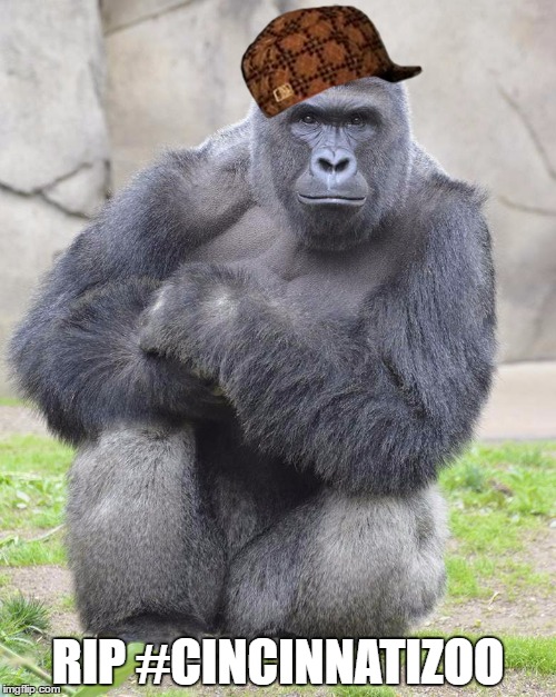 Harambe | RIP #CINCINNATIZOO | image tagged in harambe,scumbag | made w/ Imgflip meme maker