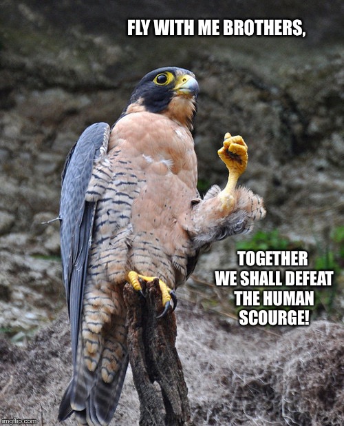 Justice Falcon | FLY WITH ME BROTHERS, TOGETHER WE SHALL DEFEAT THE HUMAN SCOURGE! | image tagged in justice falcon | made w/ Imgflip meme maker
