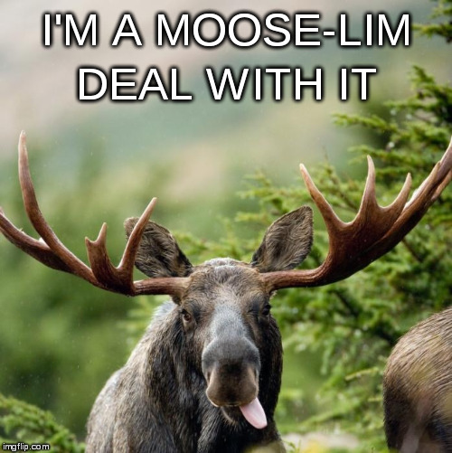 Typical Maine-iac | I'M A MOOSE-LIM; DEAL WITH IT | image tagged in moose,mooselim,moose-lim | made w/ Imgflip meme maker