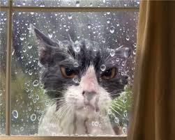 High Quality cat rain window Blank Meme Template