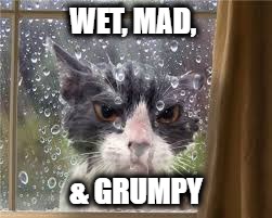cat rain window | WET, MAD, & GRUMPY | image tagged in cat rain window | made w/ Imgflip meme maker