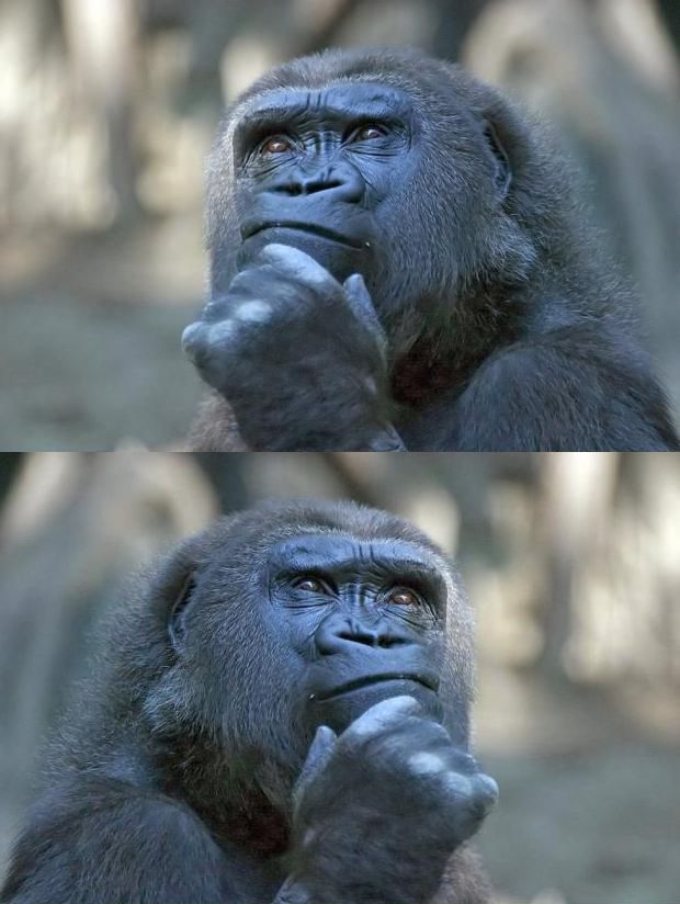 Thinking Gorilla On the One Hand Blank Meme Template