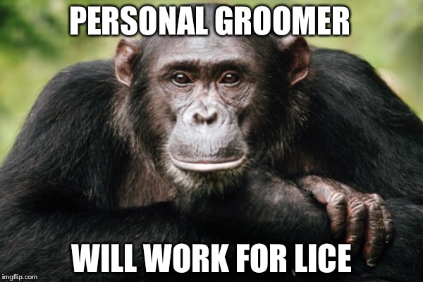 PERSONAL GROOMER; WILL WORK FOR LICE | image tagged in ape | made w/ Imgflip meme maker