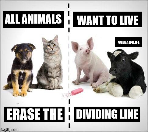 Going vegan is not easy | WANT TO LIVE; ALL ANIMALS; #VEGAN4LIFE; DIVIDING LINE; ERASE THE | image tagged in vegan,memes,funny memes,vegan4life,vegans do everthing better even fart | made w/ Imgflip meme maker