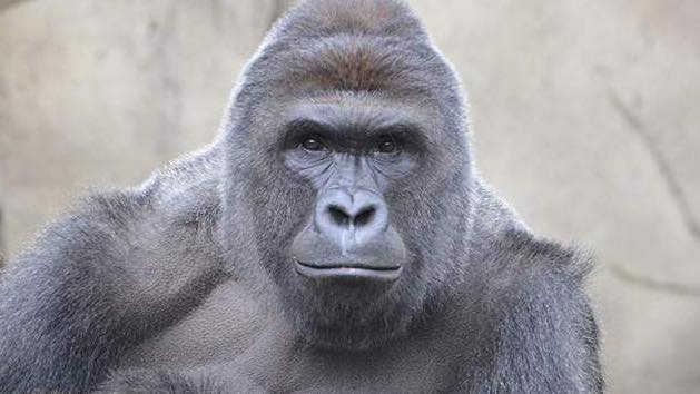 Harambe Blank Meme Template