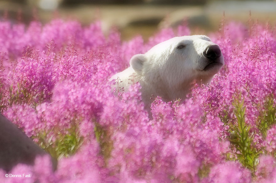 High Quality Polar Bear Flower Fields Blank Meme Template