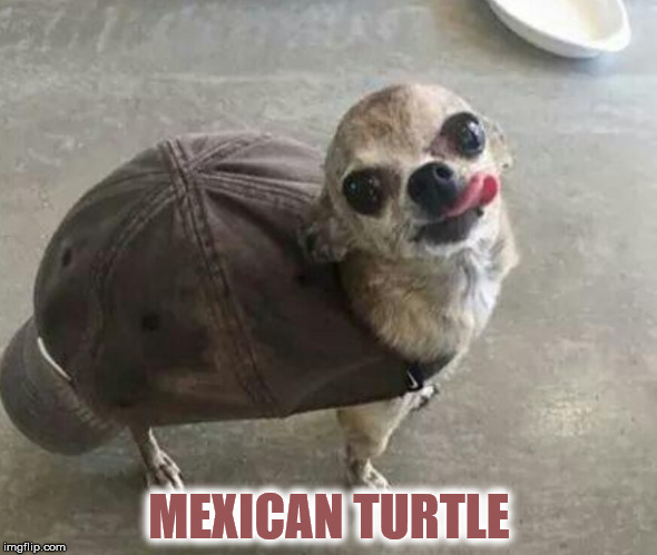 The worst nightmare of D.Trump | MEXICAN TURTLE | image tagged in memes,funny memes,donald trump,happy mexican,mexican,build a wall | made w/ Imgflip meme maker