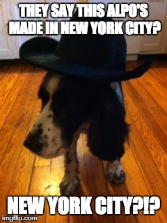 Alpo sux | THEY SAY THIS ALPO'S MADE IN NEW YORK CITY? NEW YORK CITY?!? | image tagged in dad joke dog | made w/ Imgflip meme maker