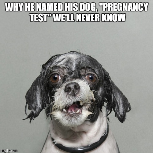 WHY HE NAMED HIS DOG, "PREGNANCY TEST" WE'LL NEVER KNOW | made w/ Imgflip meme maker