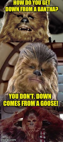 Chewie Puns | HOW DO YOU GET DOWN FROM A BANTHA? YOU DON'T. DOWN COMES FROM A GOOSE! | image tagged in chewbacca | made w/ Imgflip meme maker