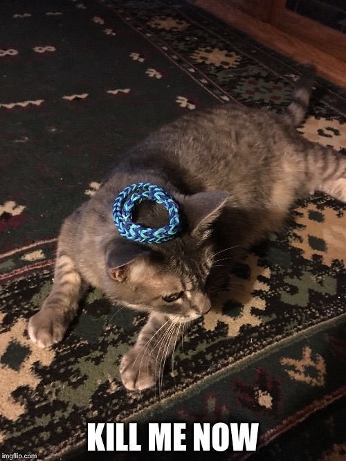 KILL ME NOW | image tagged in cat | made w/ Imgflip meme maker