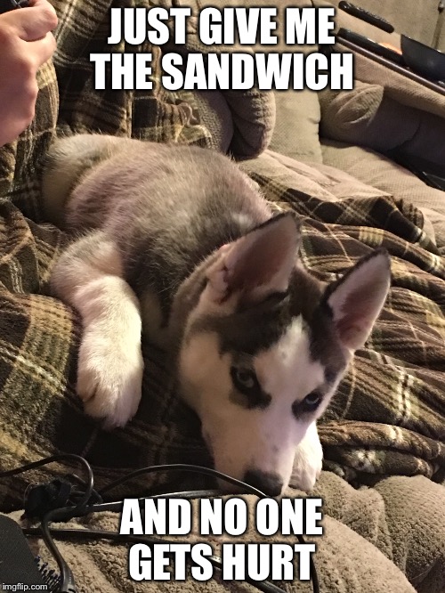 JUST GIVE ME THE SANDWICH; AND NO ONE GETS HURT | image tagged in dog | made w/ Imgflip meme maker