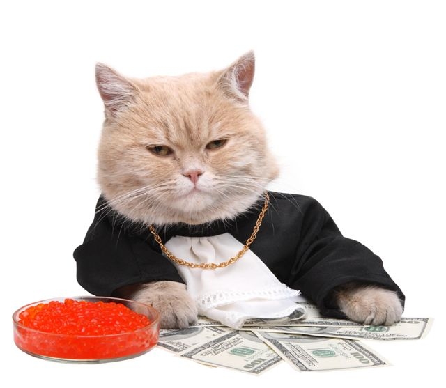High Quality fat money cat Blank Meme Template