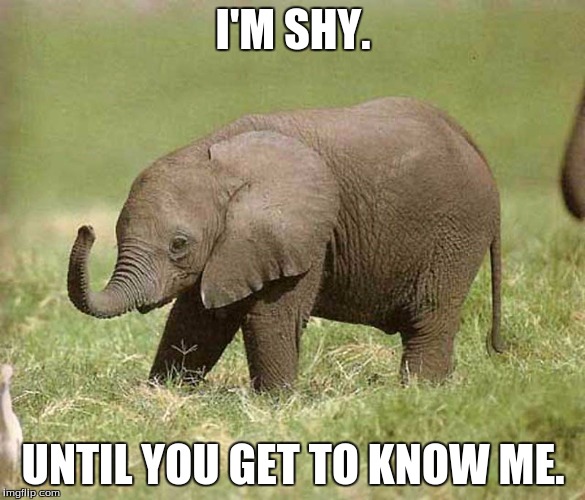 Baby elephant | I'M SHY. UNTIL YOU GET TO KNOW ME. | image tagged in baby elephant | made w/ Imgflip meme maker