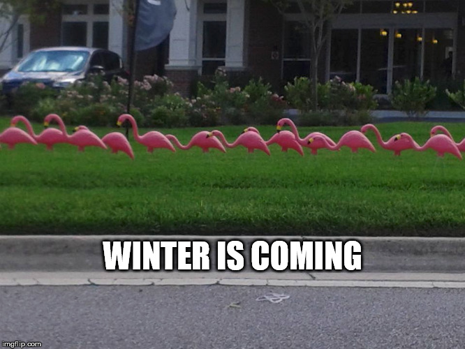 Winter is coming | WINTER IS COMING | image tagged in flamingo,meme,winter is coming | made w/ Imgflip meme maker