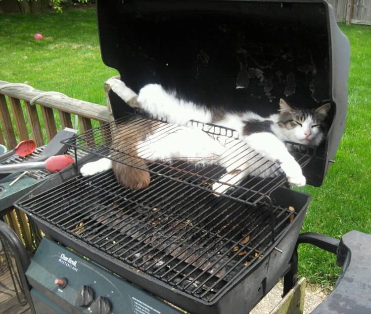 High Quality Grill cat Blank Meme Template