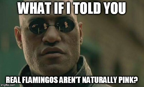 Matrix Morpheus Meme | WHAT IF I TOLD YOU REAL FLAMINGOS AREN'T NATURALLY PINK? | image tagged in memes,matrix morpheus | made w/ Imgflip meme maker