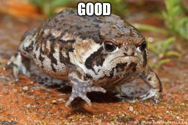 GOOD | image tagged in grumpy toad | made w/ Imgflip meme maker