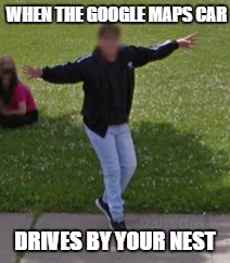GoogleBird | WHEN THE GOOGLE MAPS CAR; DRIVES BY YOUR NEST | image tagged in memes,google maps | made w/ Imgflip meme maker
