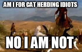 Herding cats  | AM I FOR CAT HERDING IDIOTS; NO I AM NOT | image tagged in herding cats | made w/ Imgflip meme maker