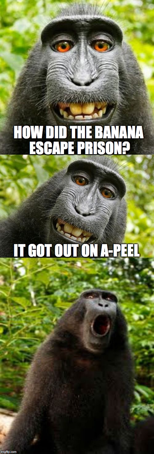bad pun monkey | HOW DID THE BANANA ESCAPE PRISON? IT GOT OUT ON A-PEEL | image tagged in bad pun monkey,funny memes | made w/ Imgflip meme maker